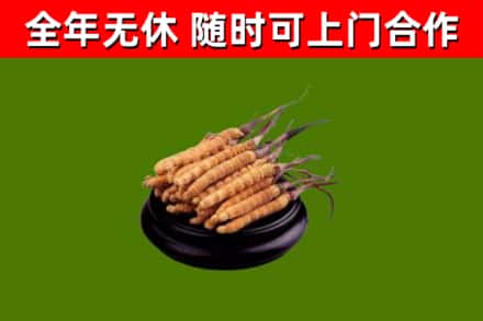 高州市烟酒回收冬虫夏草.jpg